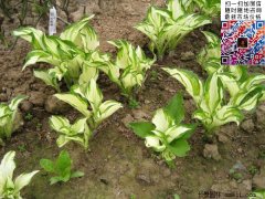 ������
