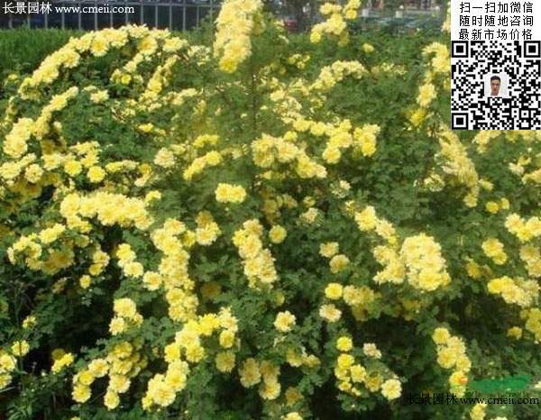 刺玫花圖片