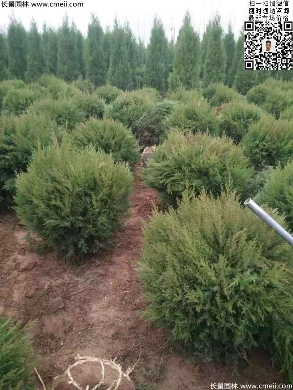 圓柏球圖片基地實拍