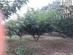 2016下半年最新最全櫻花樹苗價(jià)格已出，請更新