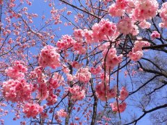 櫻花的花語是什么，有什么寓意？