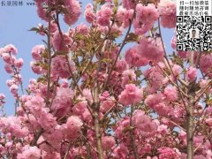 早櫻、晚櫻都是櫻，但你知道那款櫻花是最被看