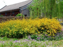 <font color='#FFFF00'>產地直銷的棣棠球多少錢一棵？</font>