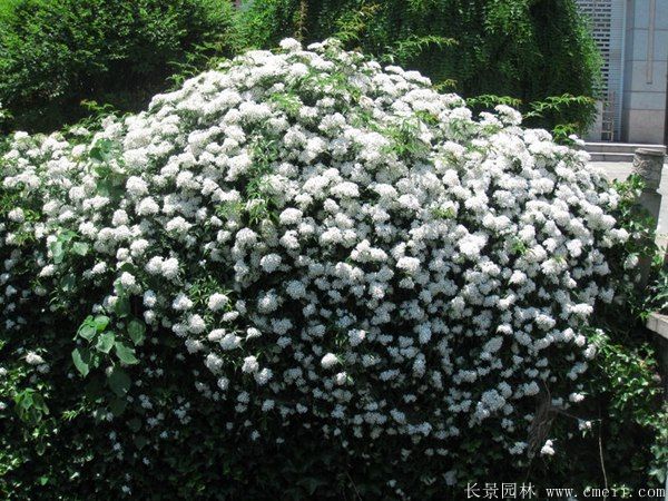 白色薔薇苗