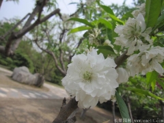 全國這里櫻花樹苗價(jià)格很低，不怕你比較