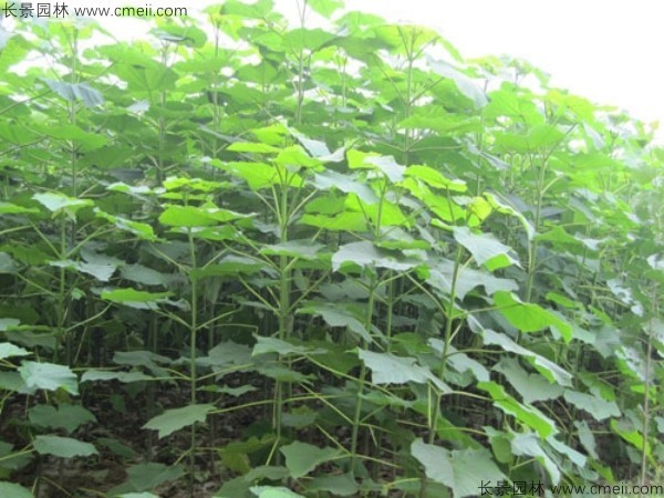 泡桐種子發芽出苗圖片 泡桐種子發芽出苗圖片