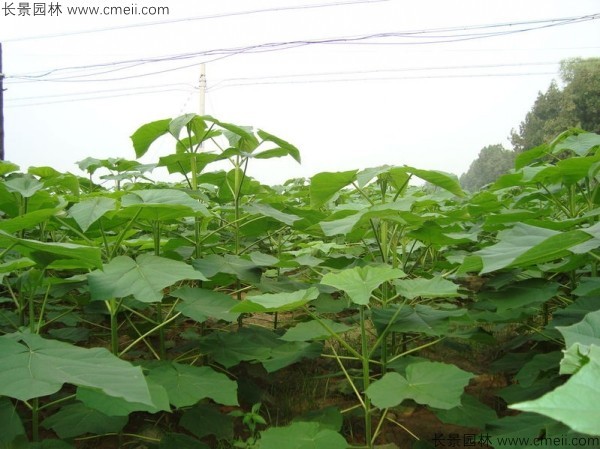 泡桐種子發芽出苗圖片 泡桐種子發芽出苗圖片