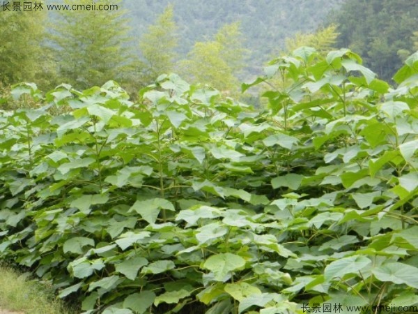 泡桐種子發芽出苗圖片 泡桐種子發芽出苗圖片
