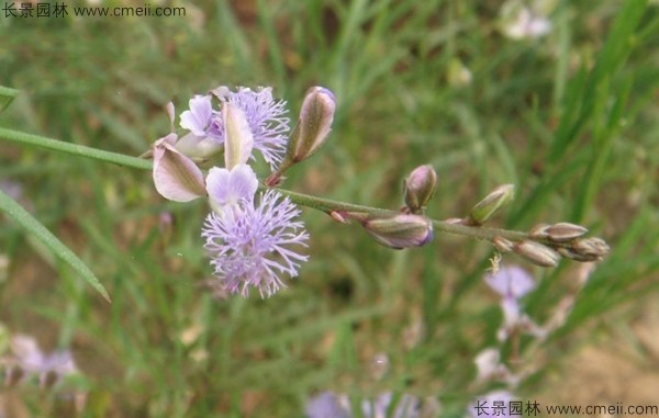 遠(yuǎn)志種子發(fā)芽出苗開(kāi)花圖片 遠(yuǎn)志種子發(fā)芽出苗開(kāi)花圖片