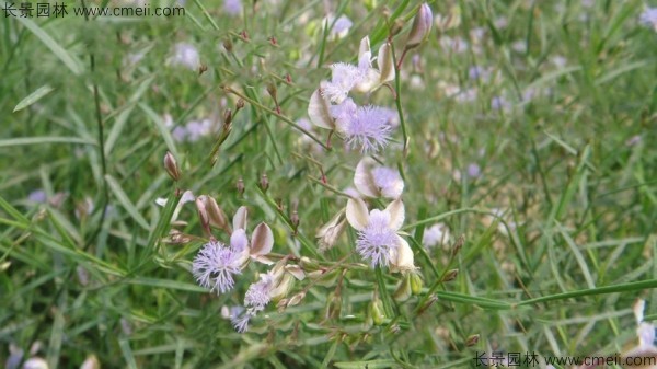 遠(yuǎn)志種子發(fā)芽出苗開(kāi)花圖片 遠(yuǎn)志種子發(fā)芽出苗開(kāi)花圖片
