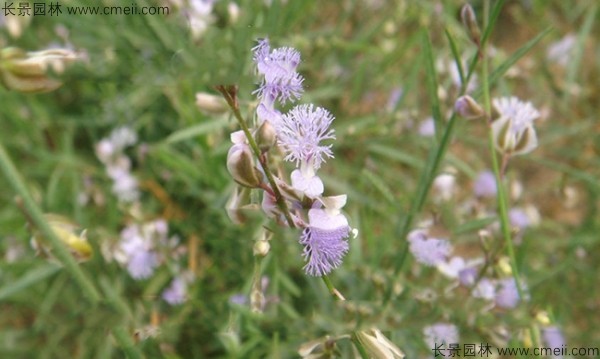 遠(yuǎn)志種子發(fā)芽出苗開(kāi)花圖片 遠(yuǎn)志種子發(fā)芽出苗開(kāi)花圖片