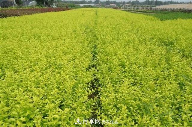 值得收藏！這些全國著名苗木產地你知道幾個？