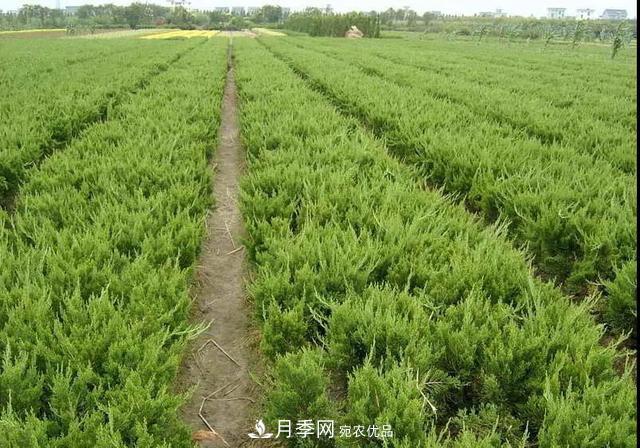 值得收藏！這些全國著名苗木產地你知道幾個？