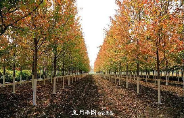 值得收藏！這些全國著名苗木產地你知道幾個？