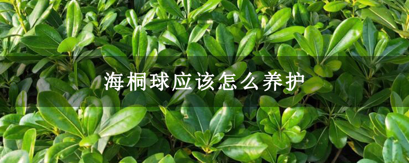 海桐球應該怎么養(yǎng)護