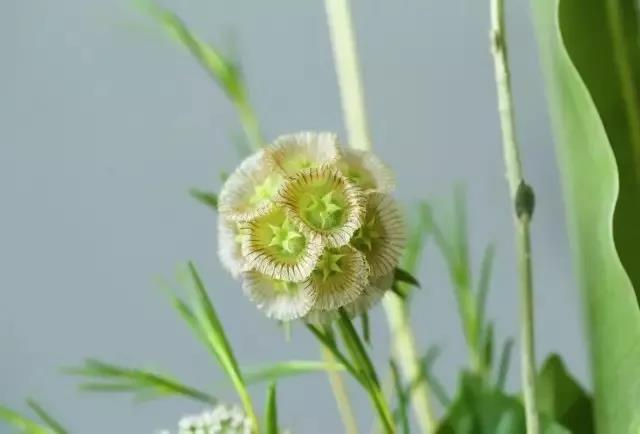 輪峰菊的形態(tài)特征、生長習性及種植方法