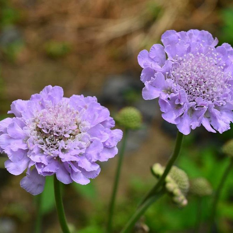 輪峰菊的形態(tài)特征、生長習性及種植方法