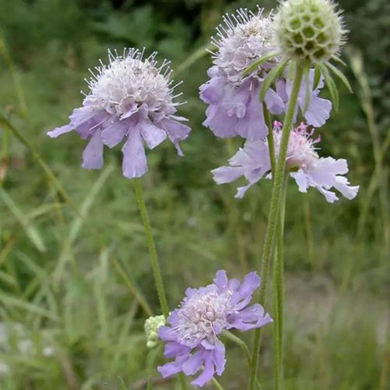 輪峰菊的形態(tài)特征、生長習性及種植方法
