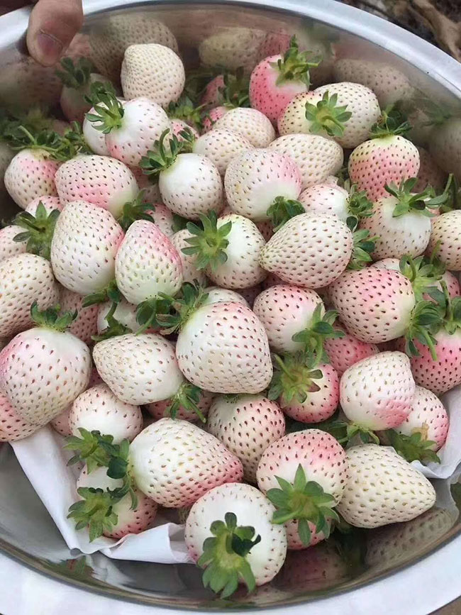 白草莓