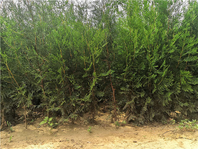 沭陽長景園林側(cè)柏種植基地實拍圖片