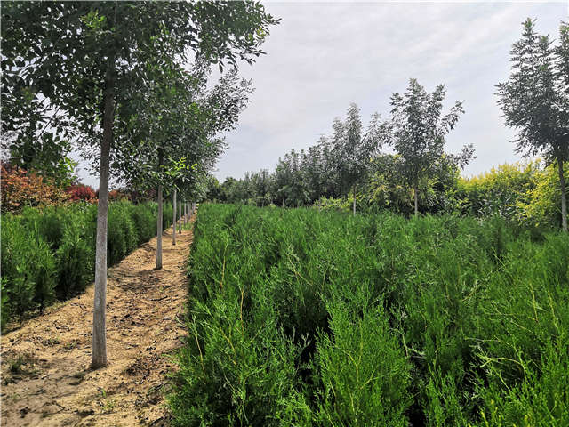 沭陽長景園林側(cè)柏種植基地實拍圖片