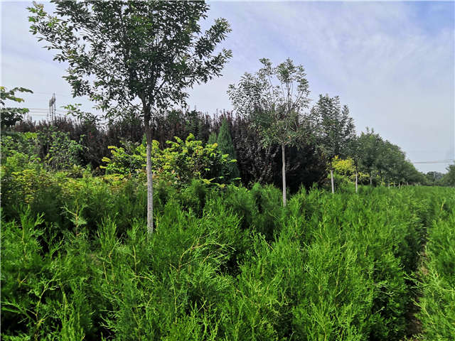 沭陽長景園林側(cè)柏種植基地實拍圖片