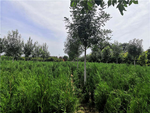 沭陽長景園林側(cè)柏種植基地實拍圖片