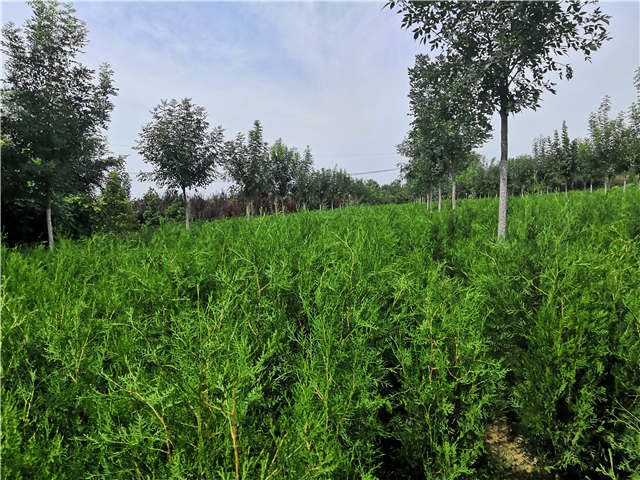 沭陽長景園林側(cè)柏種植基地實拍圖片